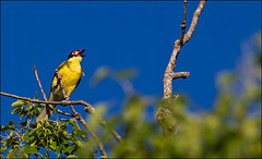 Sphecotheres vieilloti