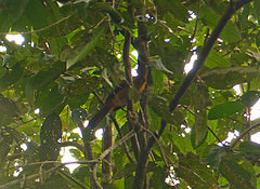 Pitohui kirhocephalus