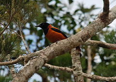 Pitohui dichrous
