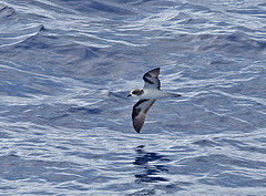 Pterodroma hypoleuca