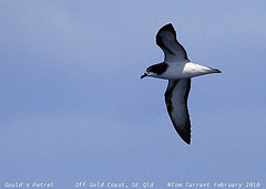 Pterodroma leucoptera