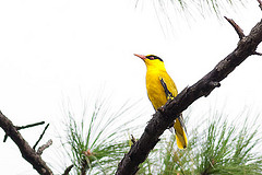 Oriolus tenuirostris