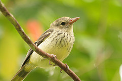 Oriolus crassirostris