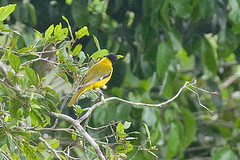 Oriolus brachyrynchus