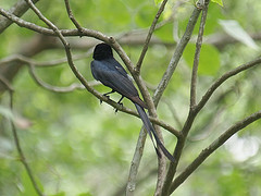 Dicrurus macrocercus