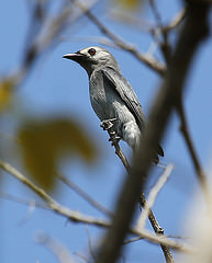 Dicrurus leucophaeus