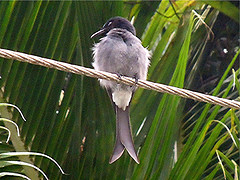 Dicrurus caerulescens