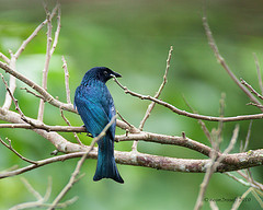 Dicrurus balicassius