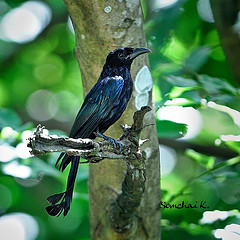 Dicrurus hottentottus