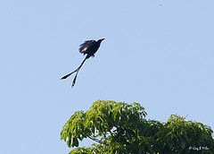 Dicrurus megarhynchus