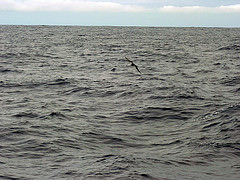 Pterodroma longirostris