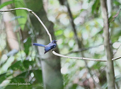 Rhipidura superciliaris