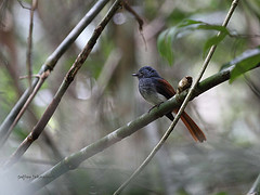 Rhipidura albiventris