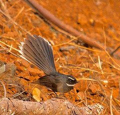 Rhipidura albicollis