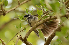 Rhipidura albogularis