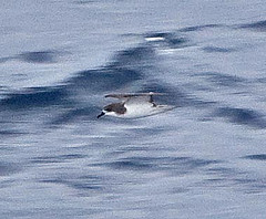 Pterodroma pycrofti