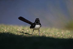 Rhipidura leucophrys