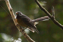 Rhipidura hyperythra