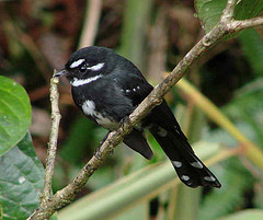 Rhipidura albolimbata