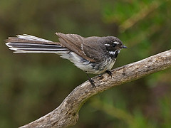 Rhipidura fuliginosa