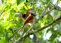 Rhipidura nigrocinnamomea