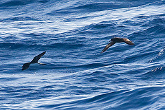 Pseudobulweria rostrata