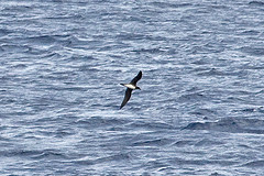 Pseudobulweria becki