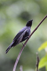Chaetorhynchus papuensis