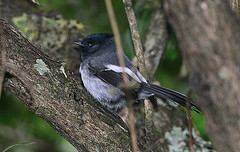 Trochocercus cyanomelas