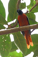 Terpsiphone rufiventer