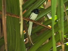 Terpsiphone paradisi