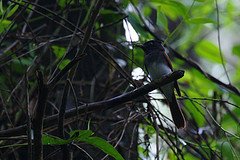 Terpsiphone atrocaudata