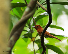 Terpsiphone cinnamomea