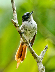 Terpsiphone atrochalybeia