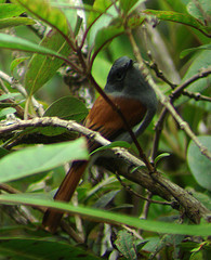 Terpsiphone bourbonnensis