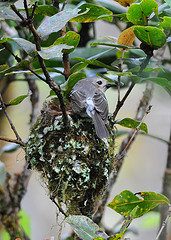 Chasiempis sandwichensis