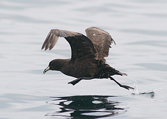 Procellaria aequinoctialis