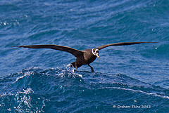 Procellaria conspicillata