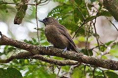 Clytorhynchus pachycephaloides