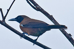 Clytorhynchus hamlini