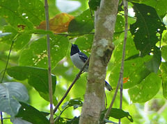 Symposiachrus guttula