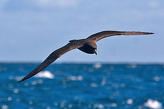 Procellaria parkinsoni