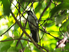 Symposiachrus sacerdotum