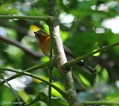 Symposiachrus trivirgatus