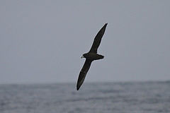 Procellaria westlandica