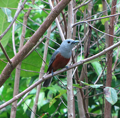 Monarcha cinerascens