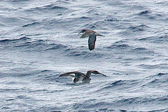 Calonectris leucomelas