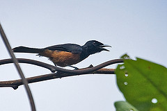 Monarcha castaneiventris