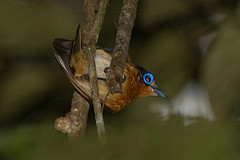 Arses telescopthalmus