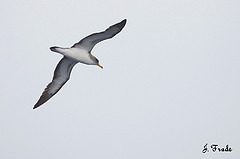 Calonectris diomedea